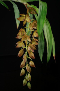 Cyc. cooperi 'Jumbo Sunrise'