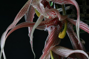 Paphinia Majestic