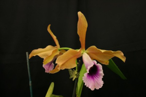 L. tenebrosa