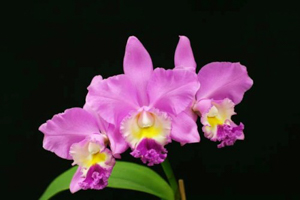 Lc. Lilac Dream