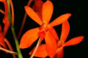 Rnet. Sunrise 'Prasong'