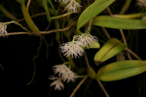 Bulb. stenobulbon