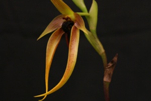 Bulb. Wilbur Chang