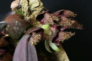 Bulbophyllums