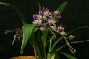 Zygonesia Cynosure