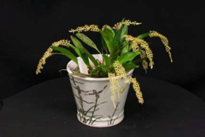 Dendrochilum bicallosum