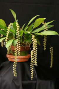 Dendrochilum glumaceum