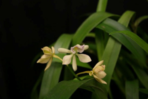Enc. radiata