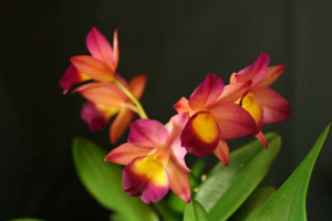 Laeliocatonia Renate 'S&W'