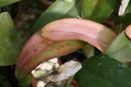 Orchid Alerts for Northeast Florida