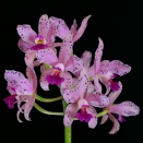 St. Augustine Orchid Society - North Florida Orchid Growing