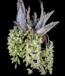 St. Augustine Orchid Society - North Florida Orchid Growing