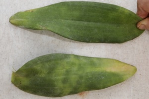 New Anthracnose on Upper Surface of Cattleya Leaf