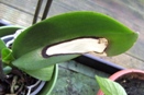 White Patch on Phalaenopsis Orchid Leaf