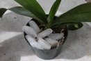 Watering Orchids with Ice Cubes