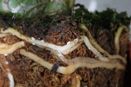 Mealbybugs Hidden on Orchid Roots