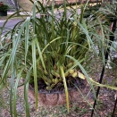 Maxillaria tenuifolia Growing out of Basket