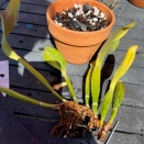 Cattleya Not Rooting after Repotting