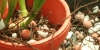 Cultural Tips for New Growers