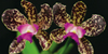Orchid Photographs