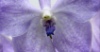 Beginner Orchid Growers