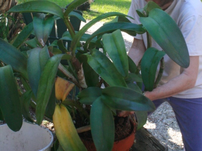 Repotting Cattleya