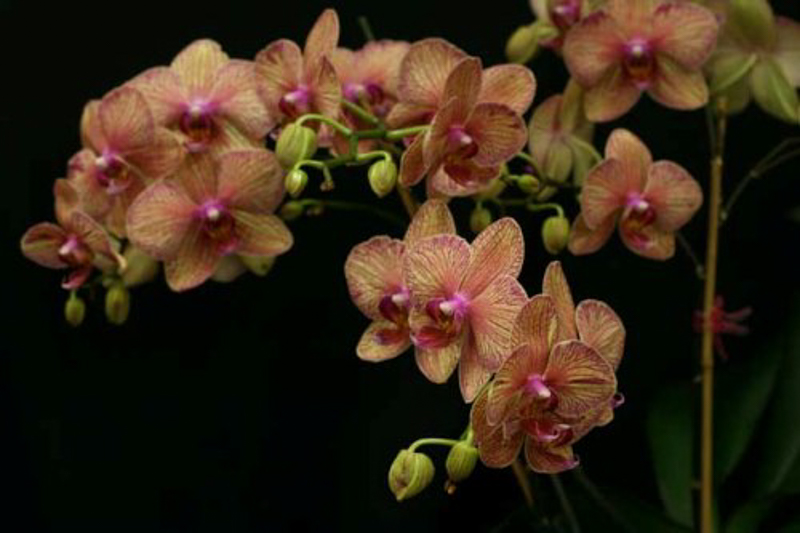 Phalaenopsis, Hybrids, Photographs