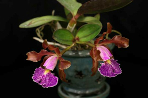 Cattleya Species