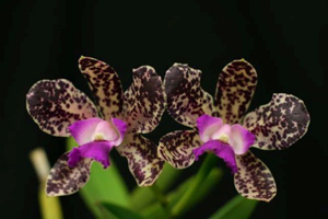 Winter Orchid Growing Tips