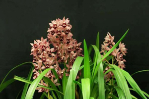 General Orchid Growing Tips
