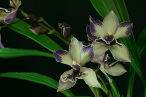 General Orchid Growing Tips