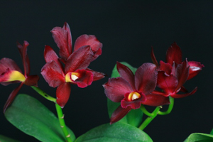 Cattleya Orchid Care