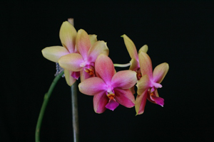 When to Repot Summer Blooming Phalaenopsis Orchids
