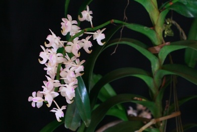 Other Vandaceous Orchids