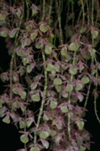 Winter Care of Seminobile Dendrobiums