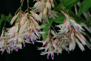 Other Dendrobiums