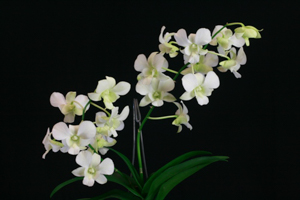 Phalaenopsis Type Dendrobium