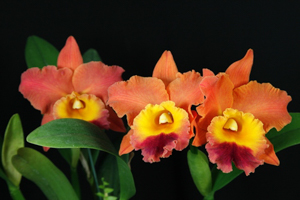 Other Orchid Growing Considerations
