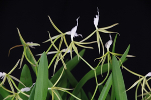 Encyclias and Epidendrums