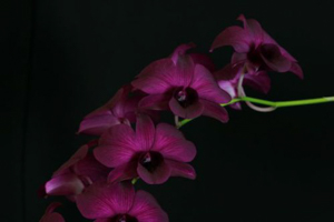Evergreen Dendrobium Orchids Like a Warm Winter with Regular Water and Fertilizer