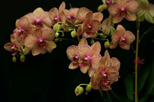 Phalaenopsis Hybrids