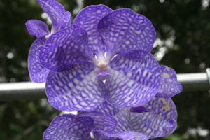 Orchid Cold Hardiness