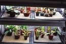 Beginner Series 3 - Growing Under Lights photo courtesy of Growing Orchids for Dummies
