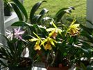 Orchids in Backyard and on Back Porch