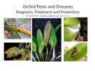 Diagnosing Orchid Problems