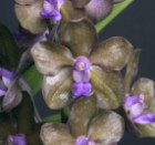 Florida Orchid Growing Month by Month