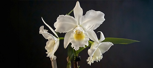 Show Table and Orchid Photographs