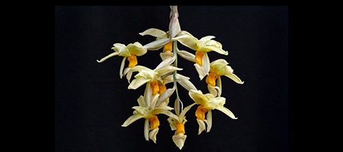 Show Table and Orchid Photographs