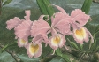 Hacknaeu's Art and Orchids