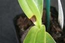 Erwinia, Brown Rot on Paphiopedilum Orchid
